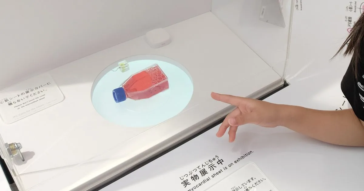 iPS細胞由来の心筋シート(ミニ心臓)展示|EXPO2025大阪ヘルスケアパビリオン